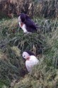 Puffins grooming